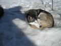 dscn0536.jpg