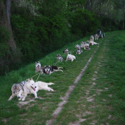 Ausfahrt mit 16 Hunden 2008 4