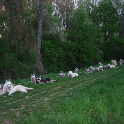 Ausfahrt mit 16 Hunden 2008 5