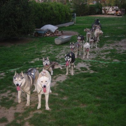 Ausfahrt mit 16 Hunden 2008 7